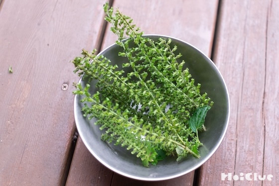 プチプチ食感が楽しい！穂紫蘇（ほじそ）の塩漬けを作ろう〜素材／穂紫蘇〜
