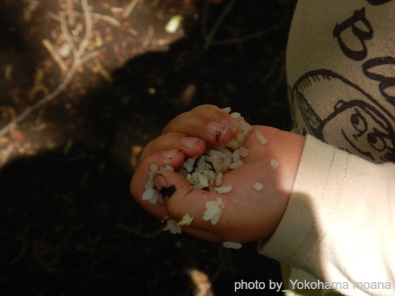 おむすびの日（神奈川県横浜市ーよこはま・もあな保育園）
