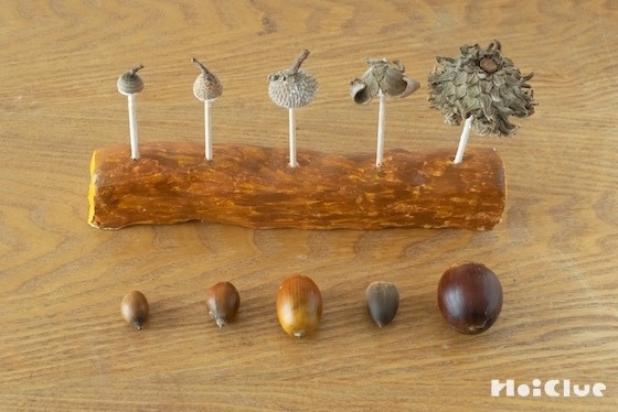 どんぐりのぼうし当てゲーム！〜素材／どんぐり〜