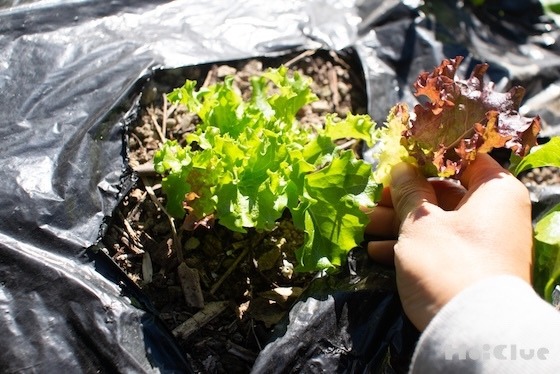 たまごパックでレタスの種を育ててみよう〜素材／たまごパック〜