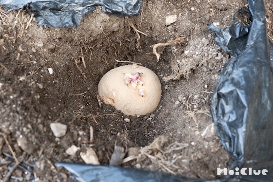 じゃがいもを育ててみた！植え付け編