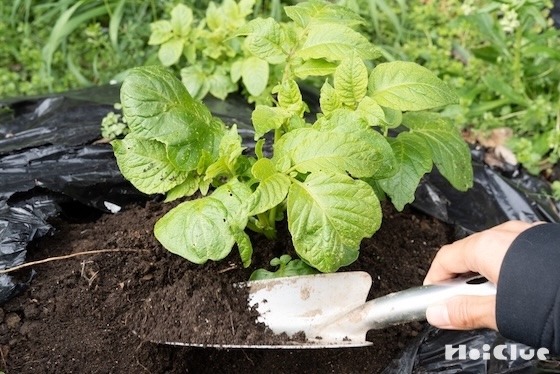 じゃがいもを育ててみた！芽かき編