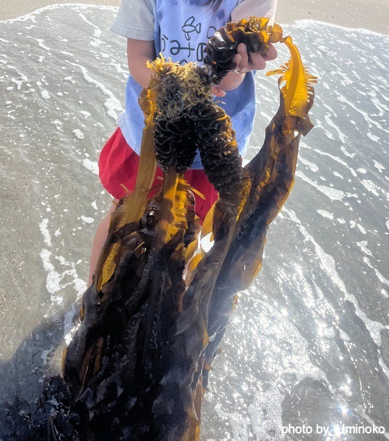 獲って食べて味わう（神奈川県逗子市ーうみのこ）