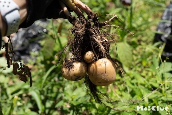 じゃがいもを育ててみた！収穫編