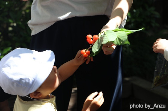 庭で出会う草花の自然（埼玉県入間市ーあんず幼稚園）