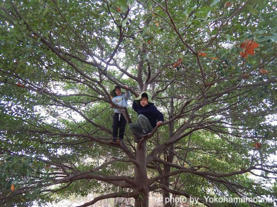 「子どもを呼んでいる木」（神奈川県横浜市ーよこはま・もあな保育園）