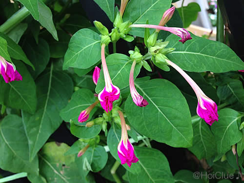 オシロイバナの布染め〜身近なしぜんを通して楽しむ遊び〜 オシロイバナの布染め〜身近なしぜんを通して楽しむ遊び〜